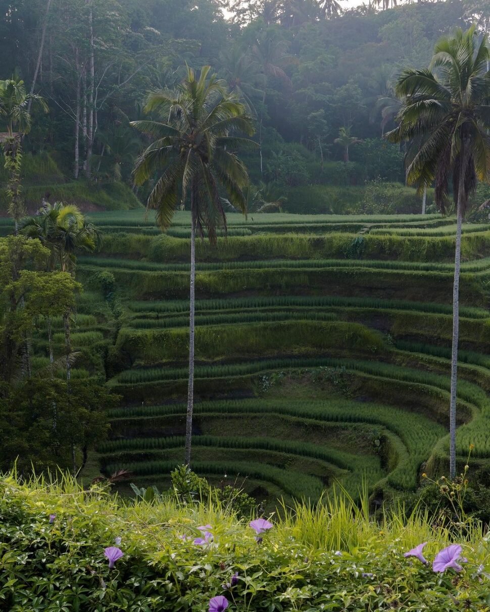 A View of Green Rice Field in Gianyar Bali