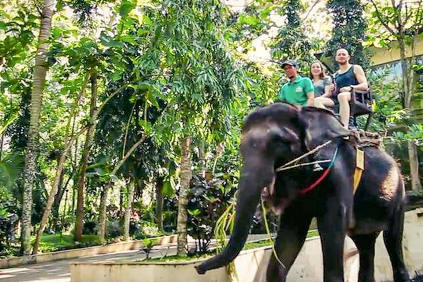 Elephant Ride Bali - Experience Bali With The Best Tour Packages From ...