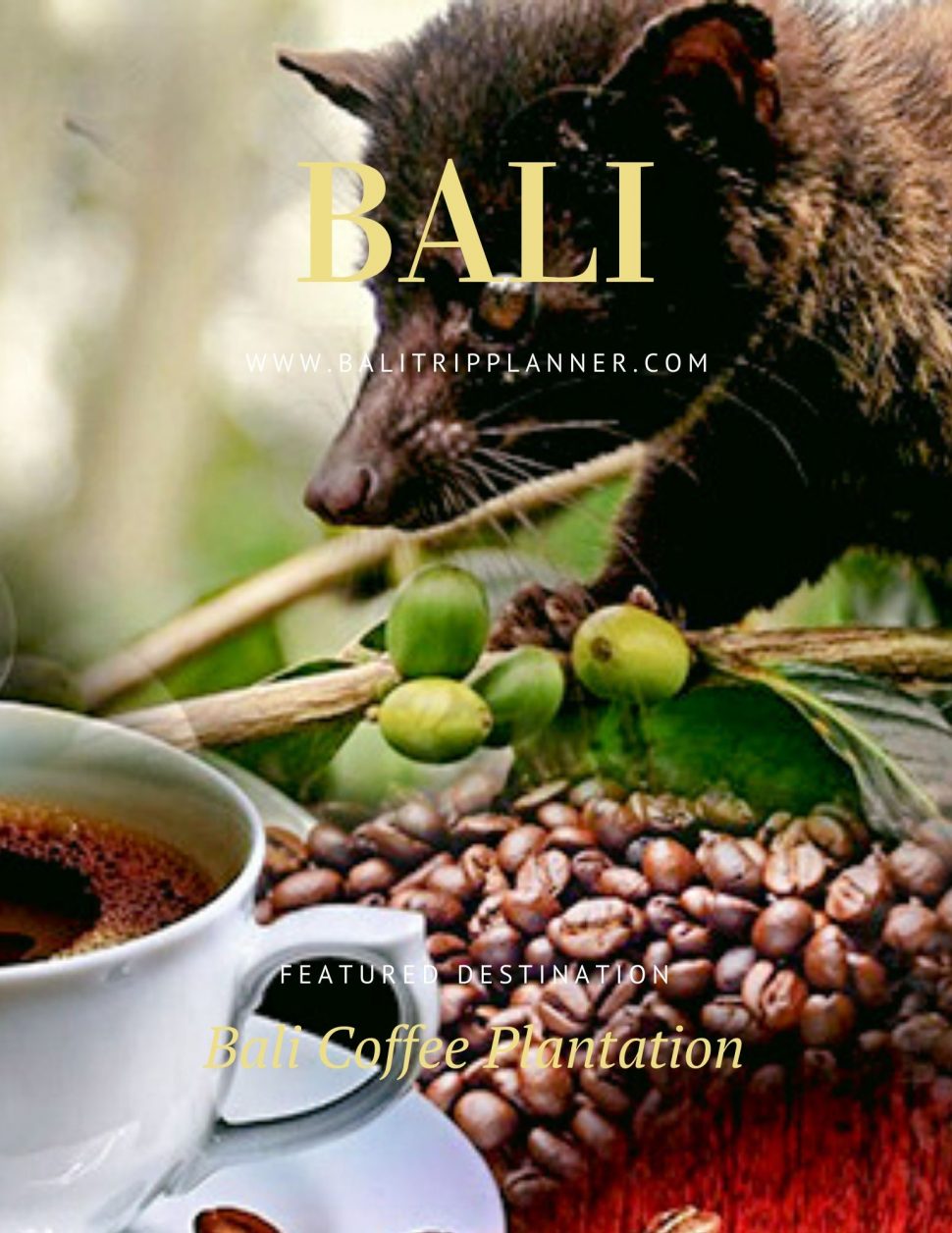 Attraction of Bali Coffee Plantation - Bali Tour Packages And Honeymoon