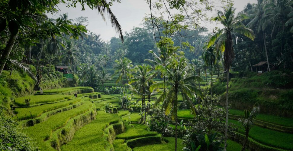 rice terraces Around Munduk Village Bali